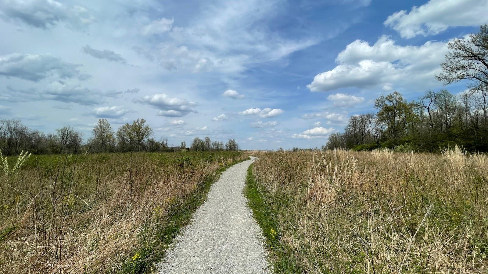 A graveled trail (the Lookout trail) splits a field growing on either side. It leads your eye off to the horizon where there is a tree line stark against a bright blue, slightly clouded sky.